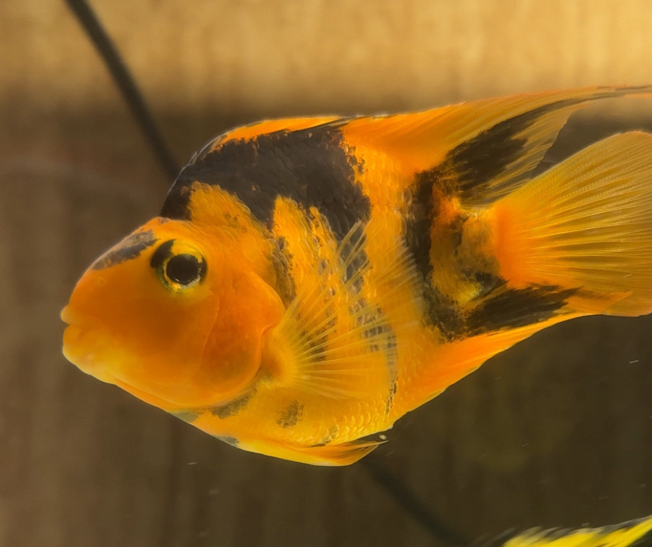 Red Tiger Parrotfish