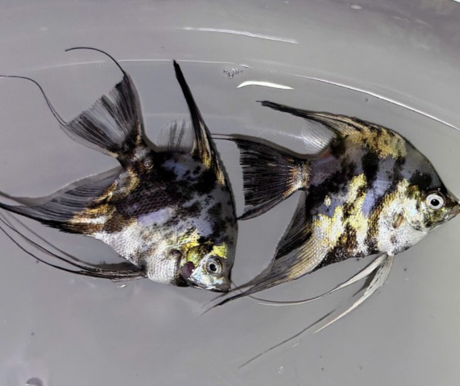 Paraiba Marble Angelfish