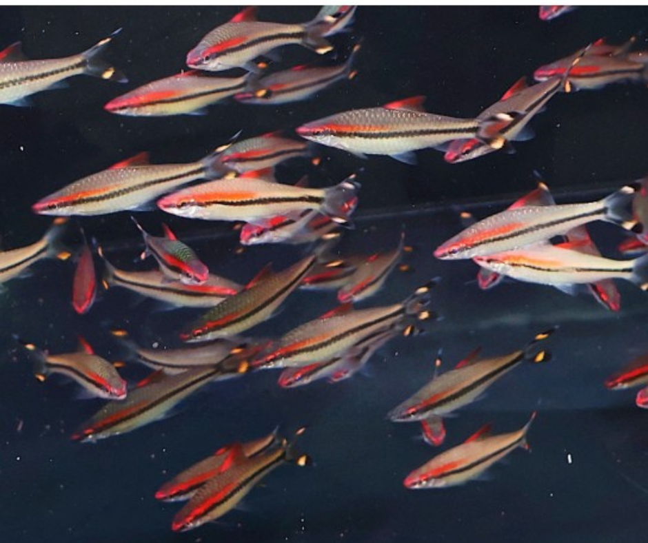 Roseline Shark (Denison Barb)