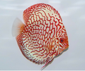 Pigeon Blood Discus
