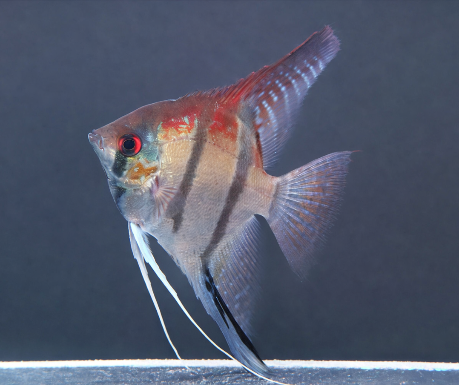 Manacapuru Red Back Angelfish