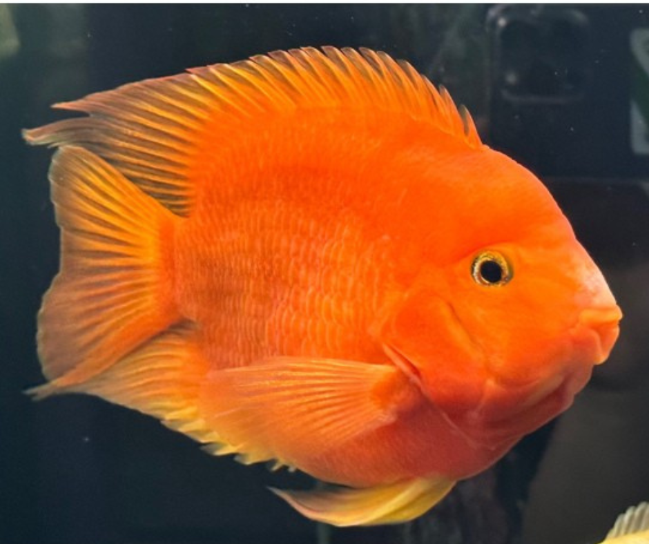 Red King Kong Parrotfish