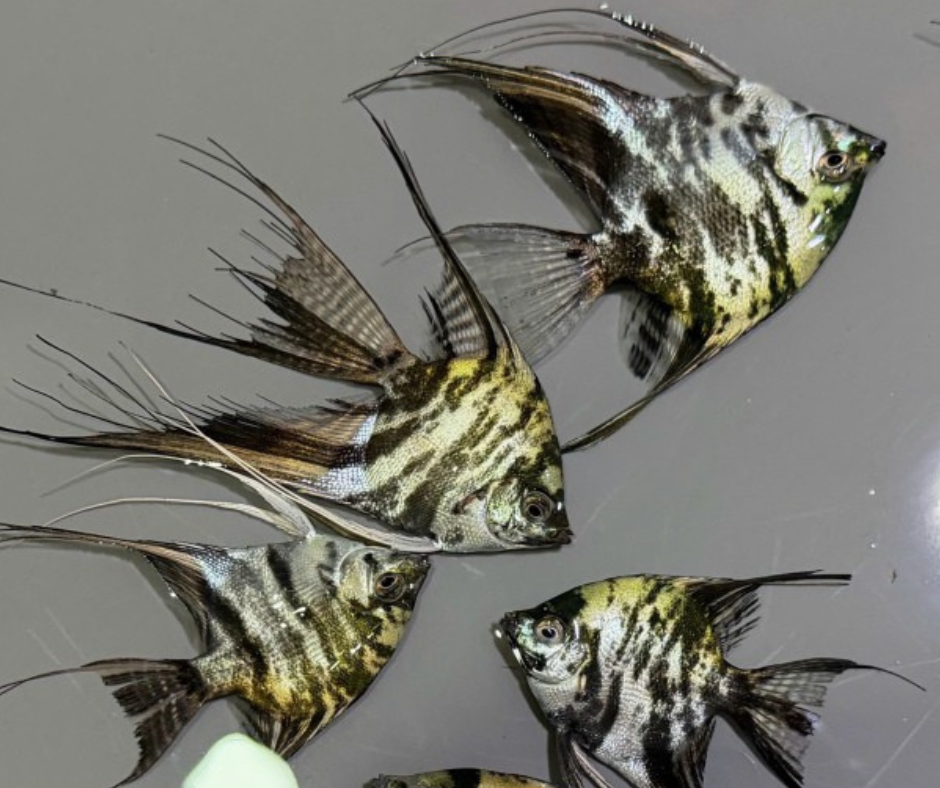 Blue Marble Angelfish