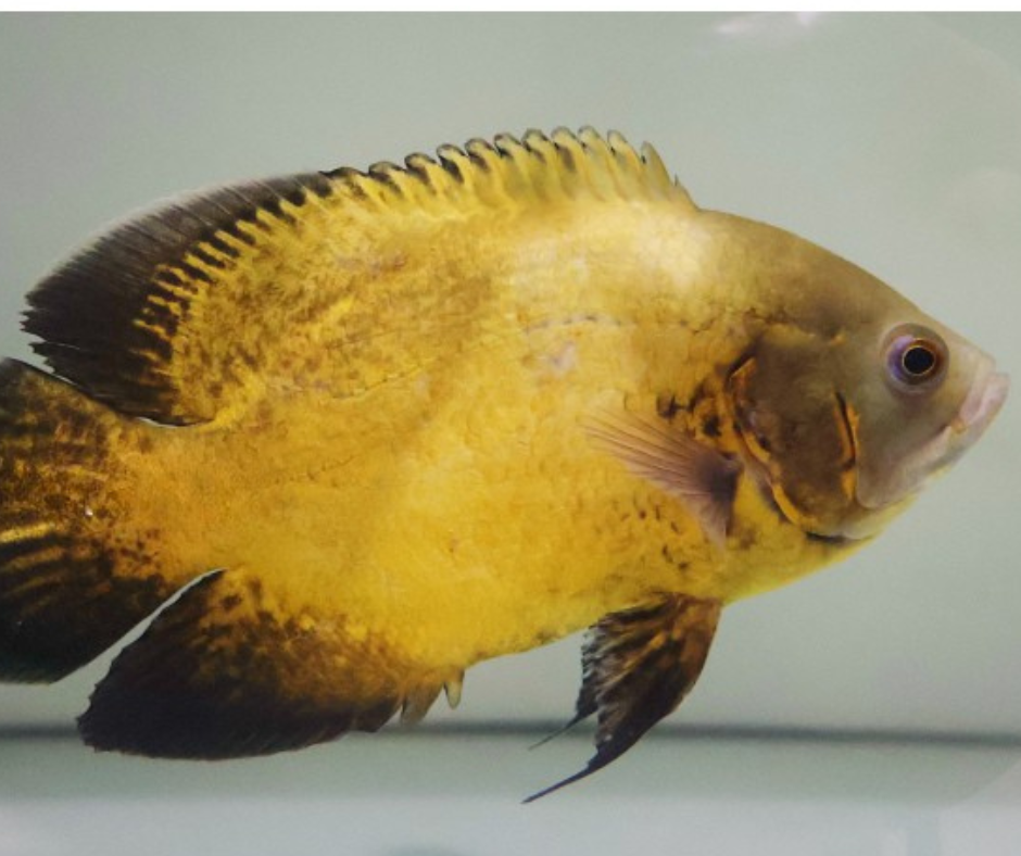 Lemon Oscar (Black Eyes)