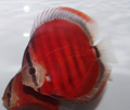 Red Rose Discus