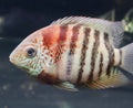 Curare Red Tiger Severum