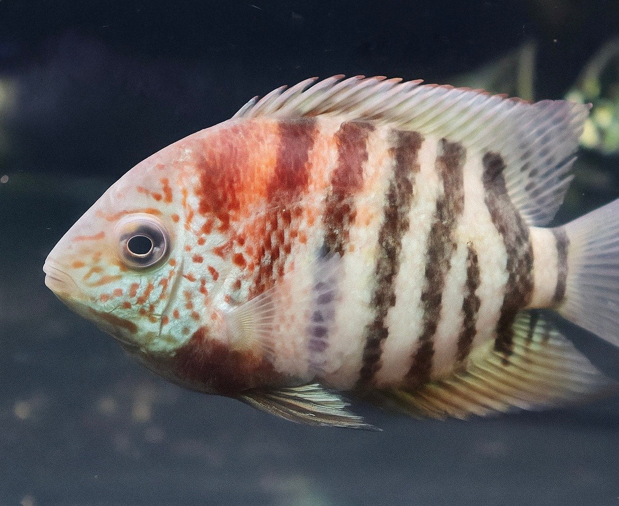 Curare Red Tiger Severum