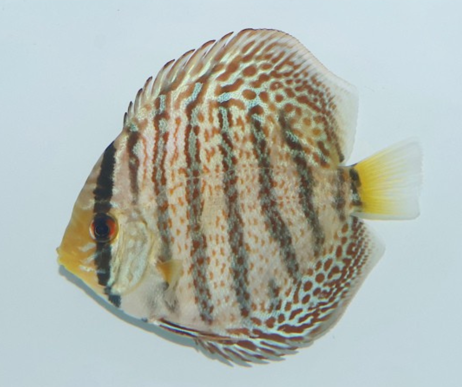 Yellow Ring Leopard Discus