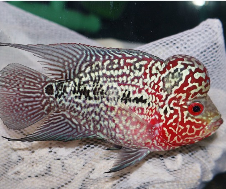 Red Tiger Flowerhorn