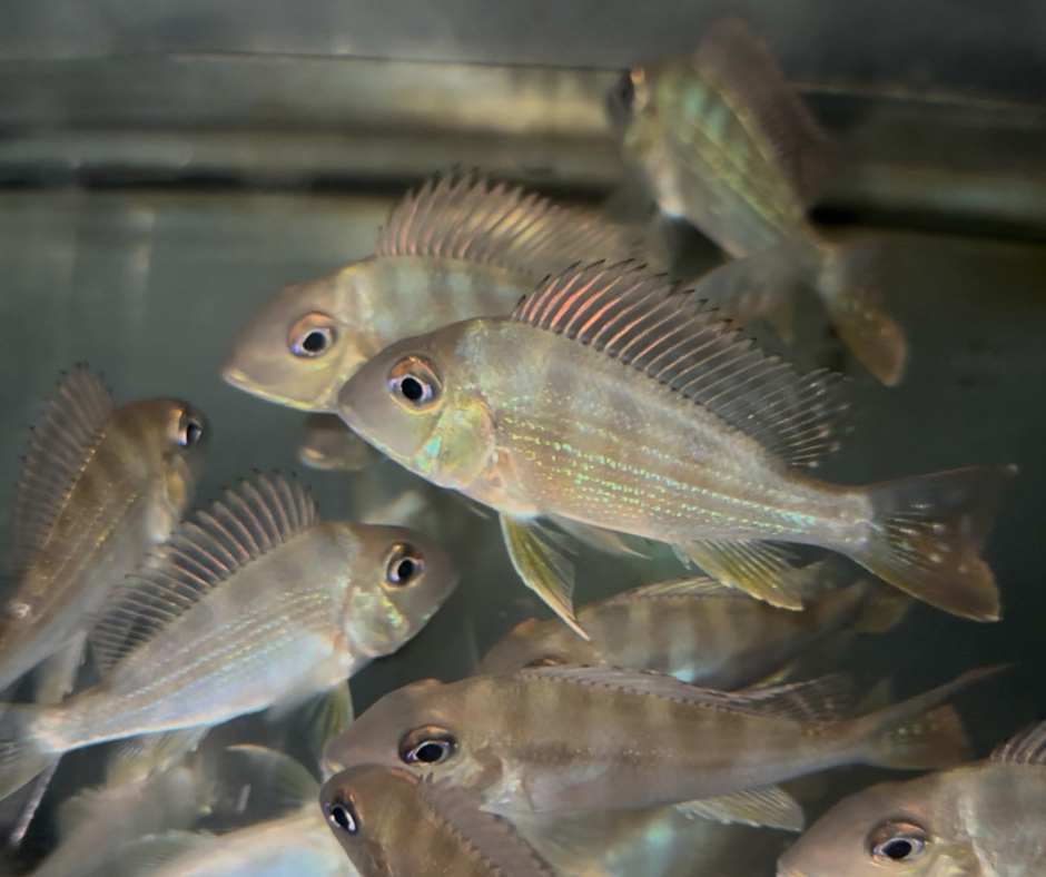 Geophagus Sveni