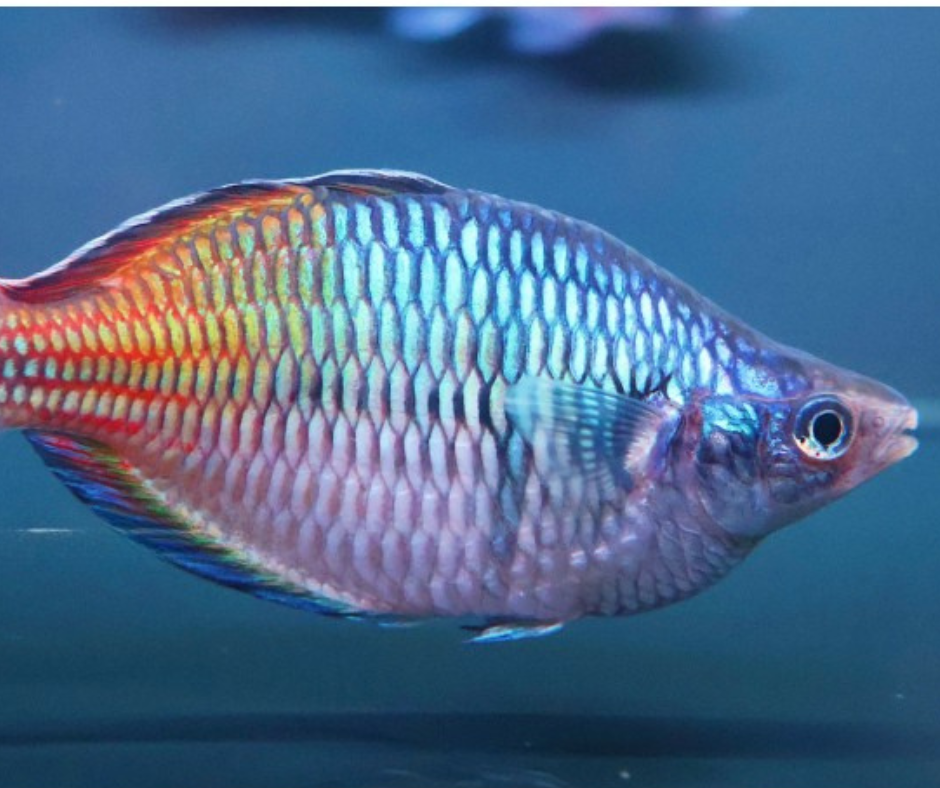 Boesemani Rainbowfish (Male)