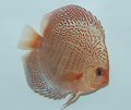 Red Snakeskin Leopard Discus