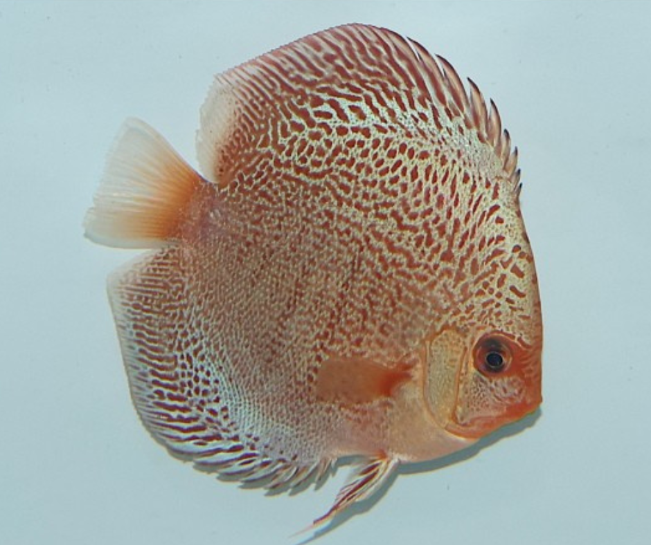 Red Snakeskin Leopard Discus