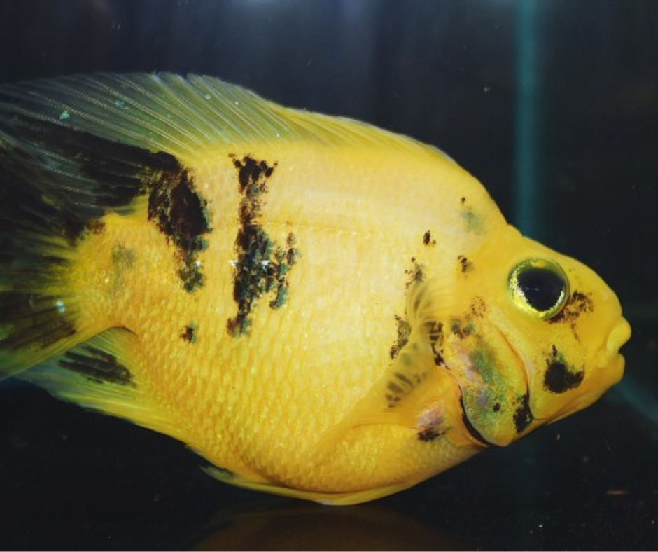 Yellow Tiger Parrotfish