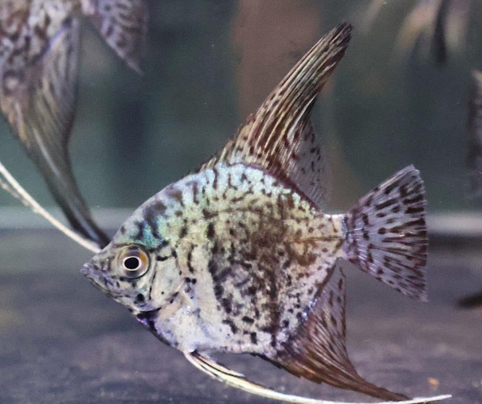 Leopard Angelfish