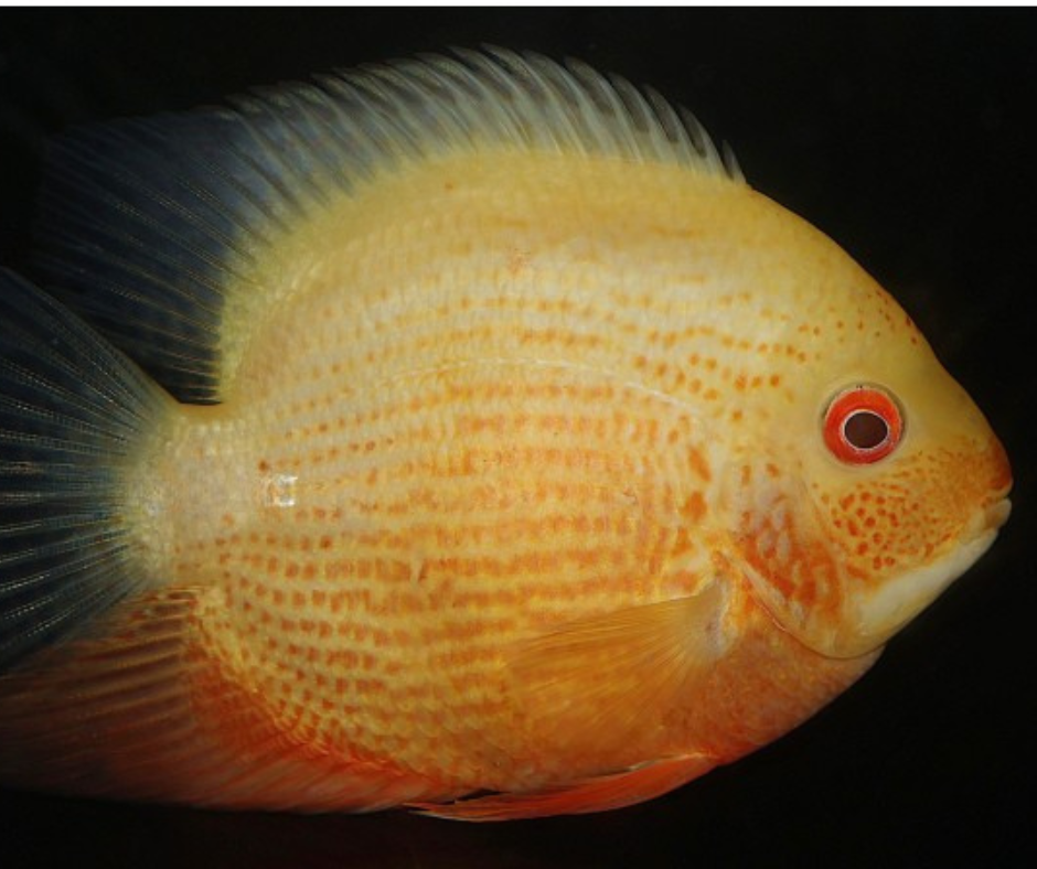 Red Spotted Severum