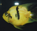 Yellow Tiger Parrotfish