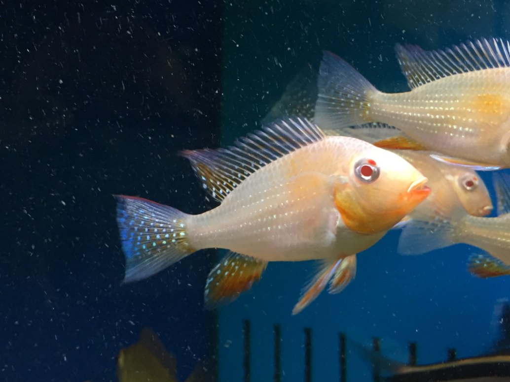 Albino Threadfin Acara (Geo Heckelii)