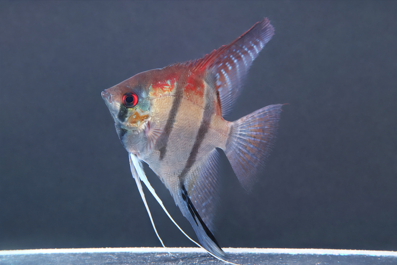 Manacapuru Red Back Angelfish