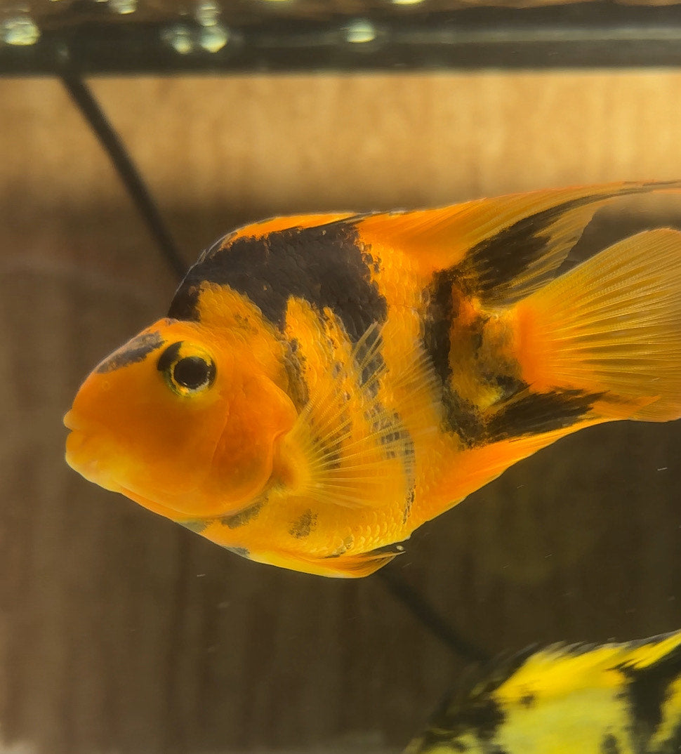 Red Tiger Parrotfish