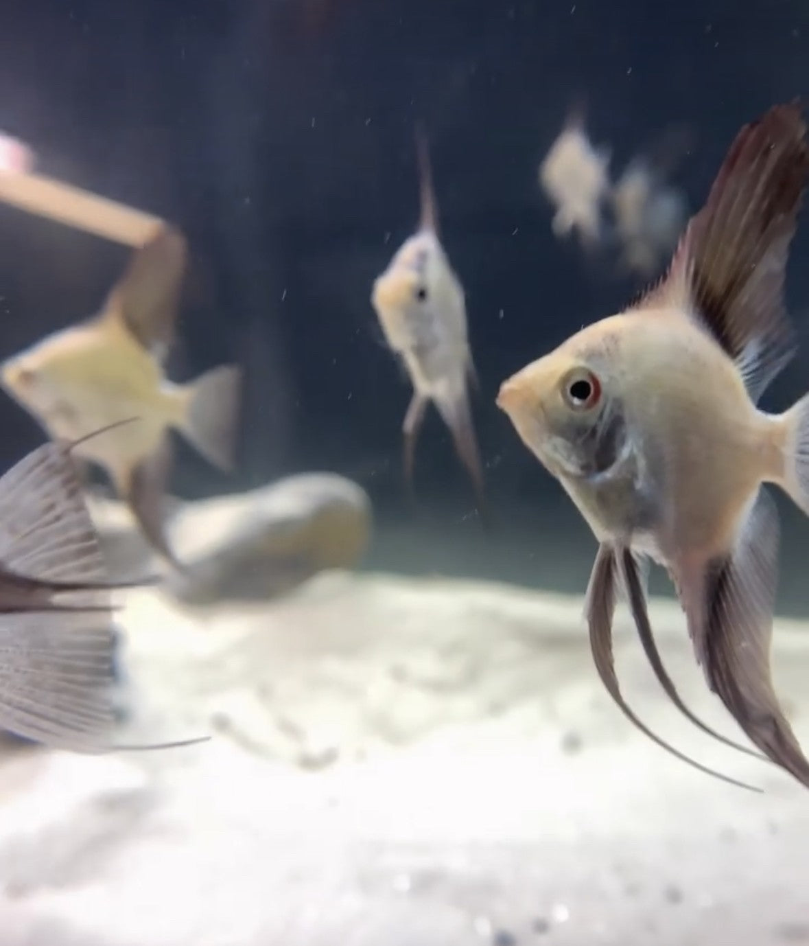 Bulgarian Green Sealpoint Angelfish