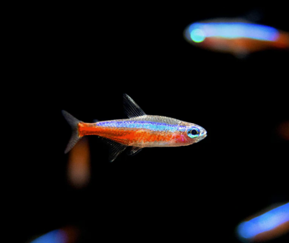 Cardinal Tetra