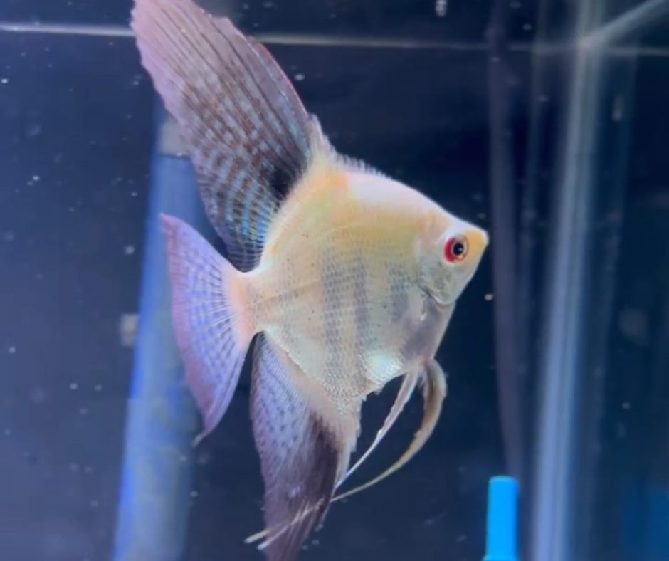 Bulgarian Green Sealpoint Angelfish