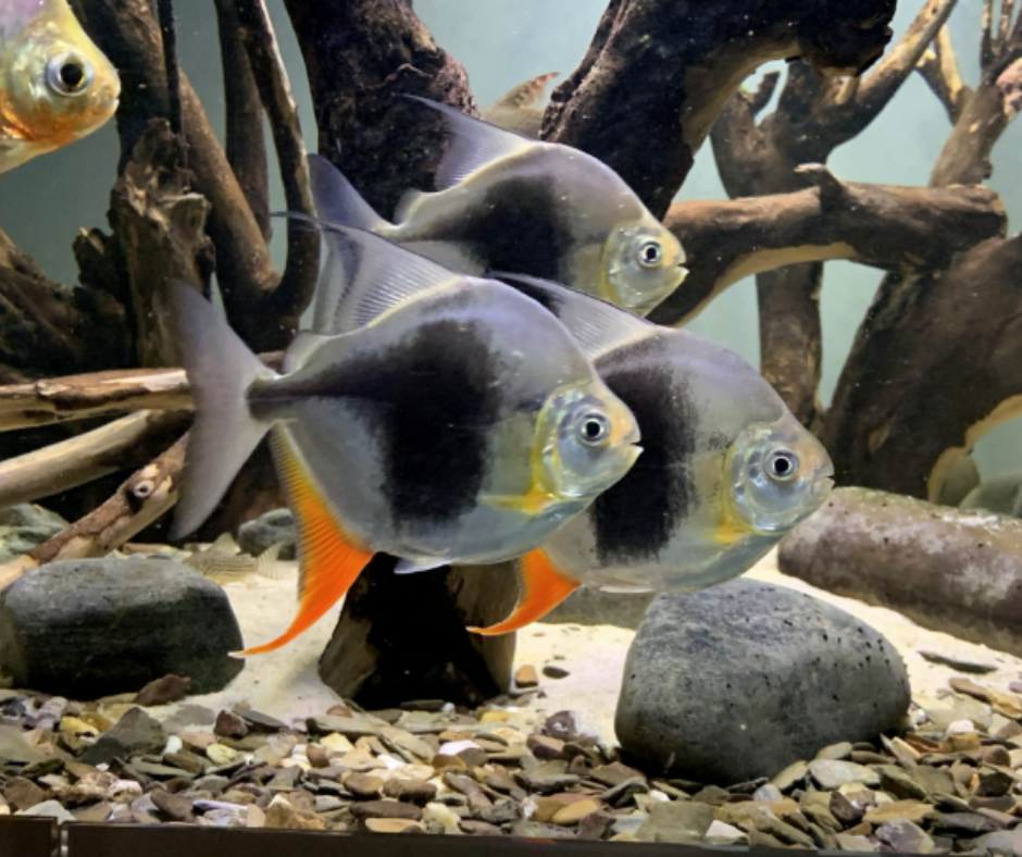 Blackberry Silver Dollar