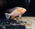 Albino Threadfin Acara (Geo Heckelii)